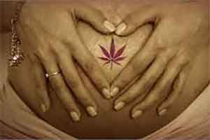 cannabis pregnant
