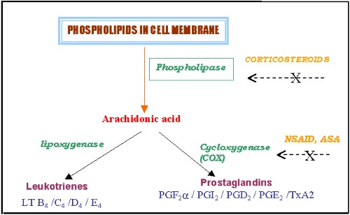 Fig 1. Conversion of Arachidonic Acid to lipoxygenase (and to leukotrienes) and COX (leading to prostaglandin formation)