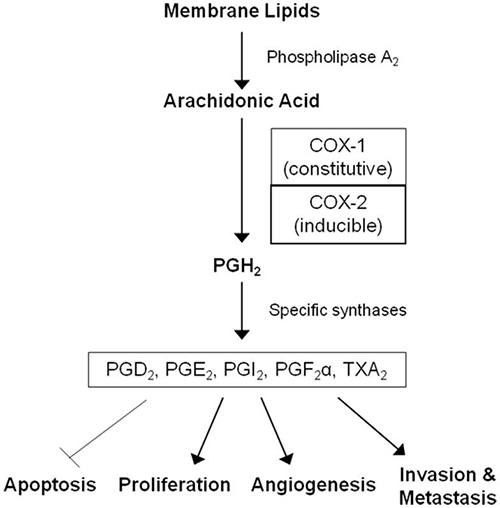 Figure 2 Mechanism of action of NSAIDs on the COX dependent pathway and their role in Cancer (2)