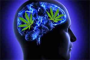 marijuana brain
