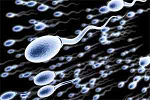 sperma1